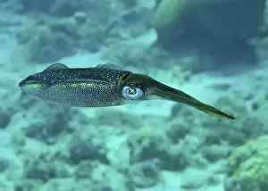 Cephalopod Prints: Caribbean Reef Squid (Sepioteuthis sepiodea) adult, swimming, Lesser Antilles, Caribbean