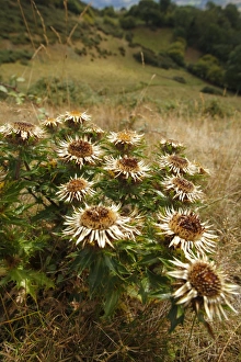 Thistle Prints: Carline Thistle (Carlina vulgaris) flowering, Roundton Hill, Powys, Wales, august