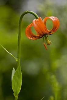 Liliaceae Prints: Carnic Lily (Lilium carniolicum) flowering, growing in hay meadow, Slovenia, june