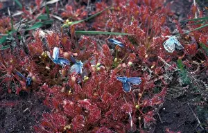 Insectivore Prints: Carnivorous-Sundew Round-leaved(Drosera rotundifolia) close-up/ Common Blue Butterflies