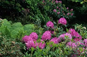 Fern Prints: Carolina Rhododendron Rhododendron carolinianum) flowering
