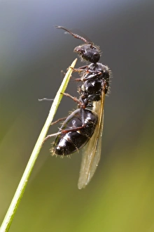 Pyrenean Prints: Carpenter Ant (Camponotus piceus) winged adult