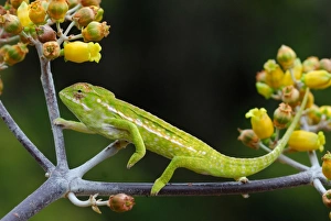Carpet Chameleon (Furcifer lateralis) adult, climbing branch in forest, Anja Reserve, Central Madagascar, august
