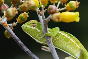 Carpet Chameleon (Furcifer lateralis) adult, climbing branch in forest, Anja Reserve, Central Madagascar, august