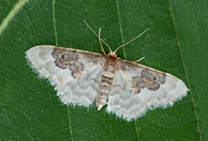 Geometrid Prints: Least Carpet (Idaea rusticata atrosignaria) adult