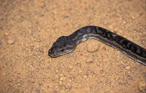 Python Prints: Carpet Python (Morelia spilota unibricata) Australia