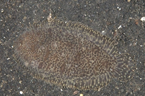 Strait Prints: Carpet Sole (Liachirus melanospilus) adult