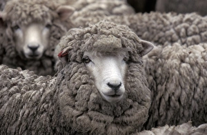 Dual Purpose Prints: Carradale Sheep Waiting to be shorn