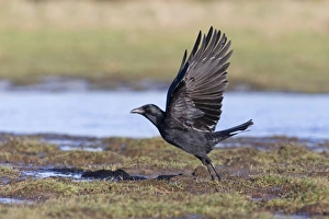 Carrion Crow (Corvus corone) adult, in flight, taking off from marsh, Suffolk, England, February