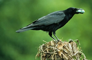 Carrion Crow (Corvus corone) adult, with stolen European Blackbird (Turdus merula) eggs in beak, perched on stump