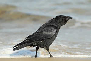 Shore Prints: Carrion Crow (Corvus corone) adult