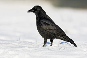 Carrion Crow (Corvus corone) adult, standing on snow, Midlands, England, december