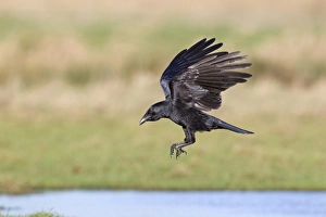 Carrion Crow (Corvus corone) adult, with full crop, in flight, Suffolk, England, December