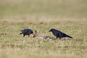 Corvids Prints: Carrion Crow (Corvus corone) two adults