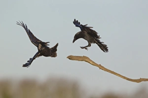 Corvids Prints: Carrion Crow (Corvus corone) two adults