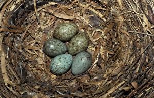 Carrion Prints: Carrion Crow (Corvus corone) five eggs in nest