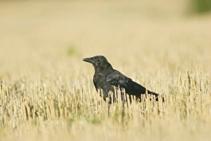 Carrion Prints: Carrion Crow (Corvus corone) juvenile