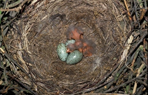 Carrion Prints: Carrion Crow (Corvus corone) Nest with chicks & eggs