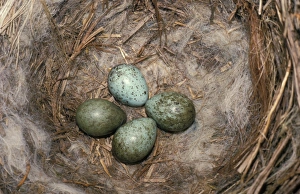 Carrion Crow (Corvus corone) Nest and four eggs