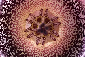 Succulents Prints: Carrion Flower (Orbea hardyi) close-up of inner part of flower, South Africa