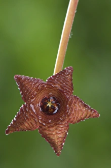 Succulents Prints: Carrion Flower (Stapelia similis) close-up of flower, South Africa