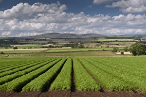 Root Vegetable Prints: Carrot (Daucus carota) crop, growing in field