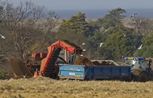 Cultivate Prints: Carrot (Daucus carota) crop, harvester loading roots onto tractor and trailer