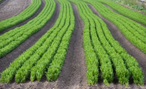 Agriculture Prints: Carrot (Daucus carota) crop, rows growing in field, North Yorkshire, England, July