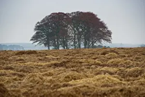Straw Prints: Carrot (Daucus carota) crop, straw covering field for over-wintering