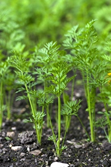 Seedling Prints: Carrot (Daucus carota sativus) seedlings