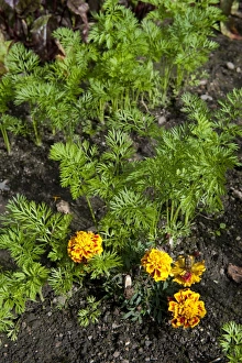 Carrot (Daucus carota sativus) seedlings, growing in garden vegetable plot