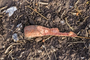 : Carrot half eaten by deer or Hares