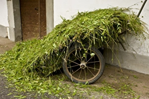 Newly Prints: Cart with newly harvested flower-rich hay, in old village, Brod, Slovenia, june