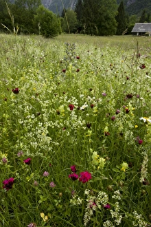 Julian Alps Prints: Carthusian Pink (Dianthus carthusianorum), Ox-eye Daisy (Leucanthemum vulgare)