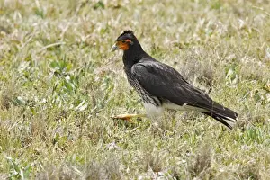 Equatorial Prints: Carunculated Caracara (Phalcoboenus carunculatus) adult