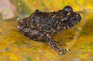 Amazonia Prints: Carvalho's Robber Frog (Pristimantis carvalhoi) adult