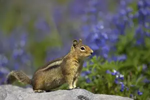 Washington Prints: Cascade Golden-mantled Ground Squirrel (Spermophilus saturatus) adult