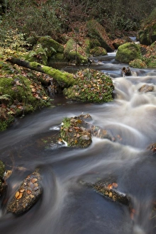 Wyming Brook Prints: Cascades on upland stream in woodland habitat