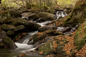 : Cascading stream and autumn beech leaves in woodland habitat