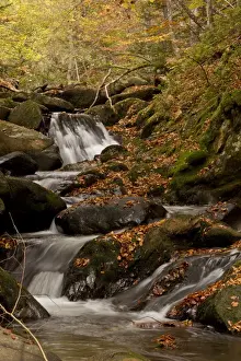 : Cascading stream and autumn beech leaves in woodland habitat