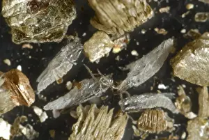 Pupa Prints: Cases of pupae of predatory midge