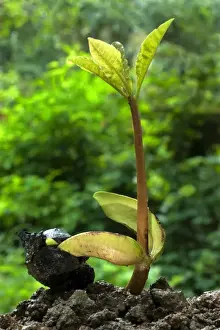 Cashew-nut (Anacardium occidentale) germinating seed with sapling, during rainy season, Trivandrum, Kerala, India