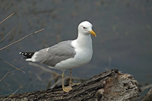 Caspian Gull (Larus cachinnans) adult, summer plumage, standing on log beside water, Tulcea, Danube Delta, Dobrogea, Romania, may