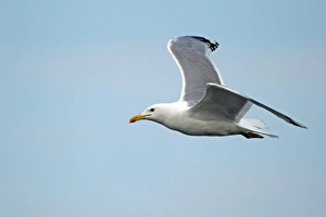 Caspian Gull (Larus cachinnans) adult, summer plumage, in flight, Tulcea, Danube Delta, Dobrogea, Romania, may