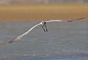 Terns Prints: Caspian Tern (Sterna caspia) immature