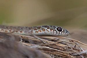 Southeastern Europe Prints: Caspian Whipsnake (Dolichophis caspius) adult, close-up of head, Bulgaria, September