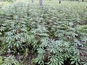 Cassava (Manihot sp. ) crop, growing in field, Lombok, Lesser Sunda Islands, Indonesia, march