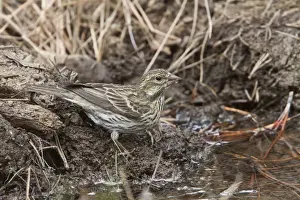 Utah Prints: Cassins Finch, female at drinking pool - Utah America