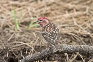 Utah Prints: Cassins Finch, Male at drinking pool - Utah America
