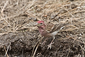 Cassins Finch, Male at drinking pool - Utah America